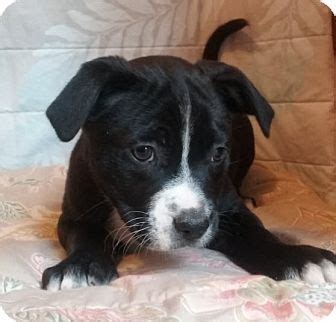 Gilbert AZ Border Collie Australian Kelpie Mix Meet Aidan A Puppy