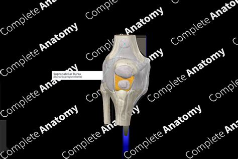 Suprapatellar Bursa Complete Anatomy