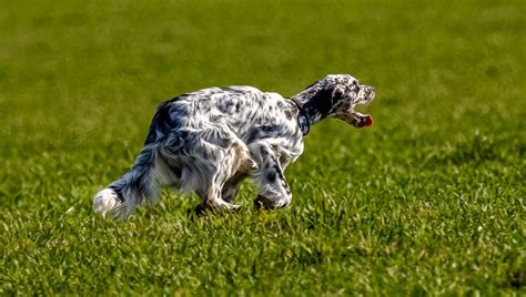 Chien Setter Anglais Tonnerre Des Cabanes Tchanqu Es