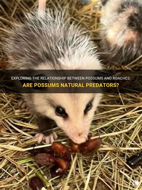 Exploring The Relationship Between Possums And Roaches: Are Possums