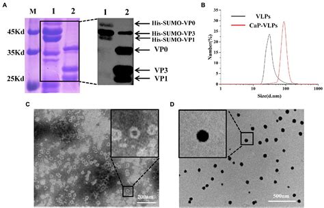 Frontiers Local And Systemic Immune Responses Induced By Intranasal