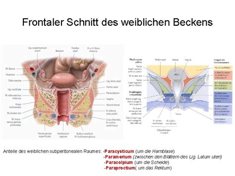 Oberflchenanatomie Und Topographische Anatomie Des Weiblichen Beckens Und