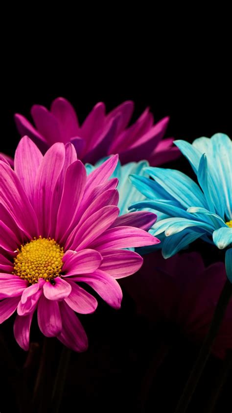 Colorful, daisy, flowers, portrait, 720x1280 wallpaper | Flowers ...