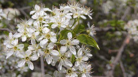 Buisson Fleurs Blanche Des Photo Gratuite Sur Pixabay Pixabay