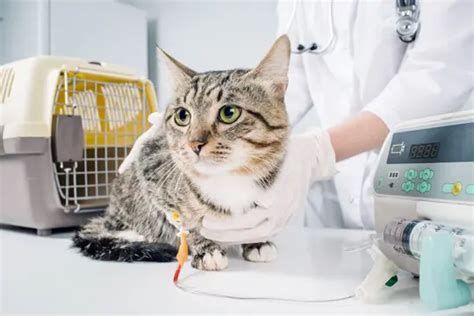 Anemia em Gatos Conheça a doença por falta de ferro