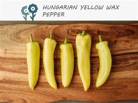 Hungarian Yellow Wax Hot Pepper Seeds Vegetable Seeds Non Gmo Heirloom Spicy Culinary