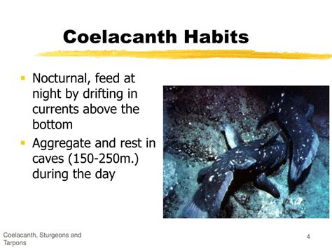 Ppt The Coelacanth Powerpoint Presentation Free Download Id3071082