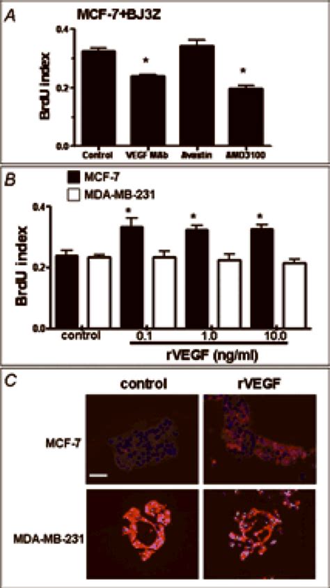 Bj Z Cells Enhance Proliferation Of Mcf Cells Through Vegf And Sdf