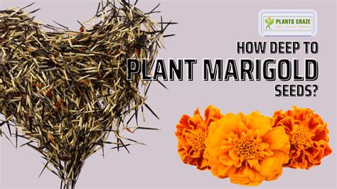 How Deep To Plant Marigold Seeds Planting Guide