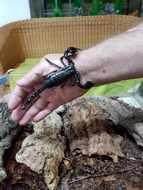 Skorpion Thaiskorpion Heterometrus Spinifer In Dortmund Tiere