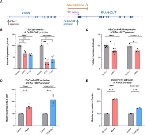 Faah Out Promoter Modulates Both Faah Out And Faah Expression A Map