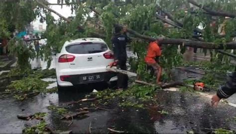 Diguyur Hujan Deras Dan Angin Kencang Pohon Tumbang Timpa Mobil Di