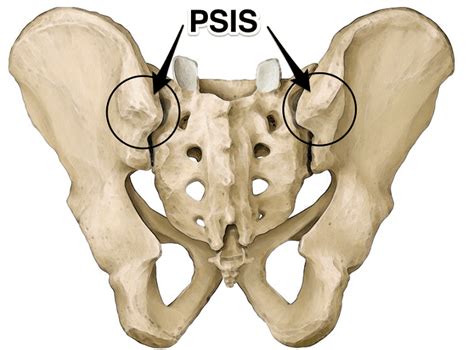 Posterior Pelvic Bone Anatomy