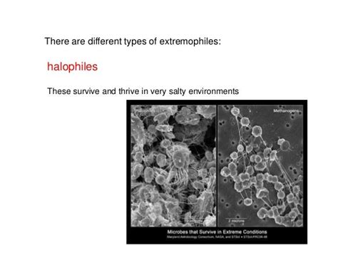 Extremophiles