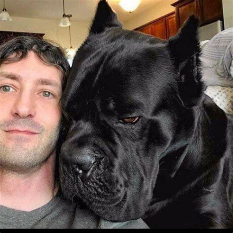 3318 best Cane Corso images on Pholder | Cane Corso, Rescuedogs and Aww