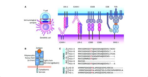 The Antigen Presenting Role Of Mhc Class I Molecules And Their