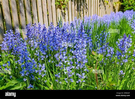 Gros Plan De Fleurs De Cloche De Kent Bleues Qui Poussent Et