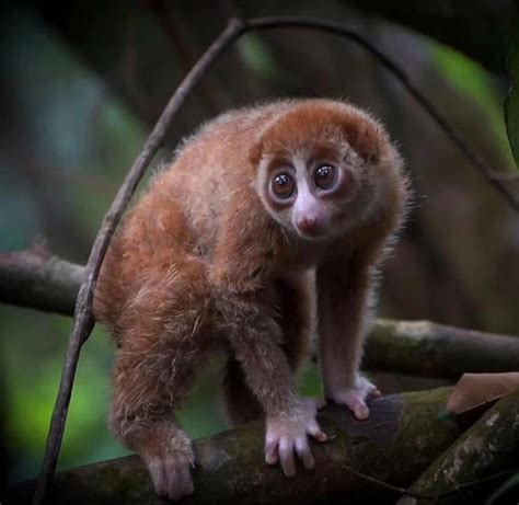 Taman Nasional Gunung Leuser Jelajahi Keunikannya Lewat Aktivitas Ini