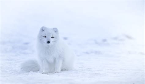 Gallery: Prologue (Arctic Foxes) • Iceapelago