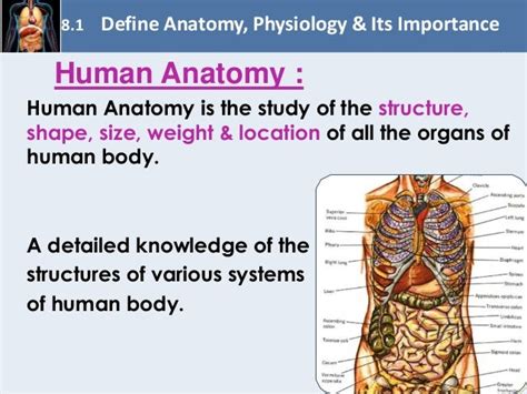 Chapter 8 Fundamentals Of Anatomy And Physiology