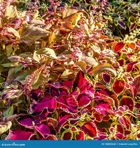 Folhas Do Ornamental Da Planta Do Coleus Foto De Stock Imagem De