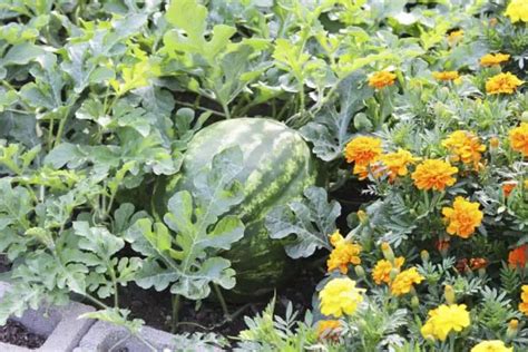 How To Identify Male And Female Watermelon Flowers Spotting The