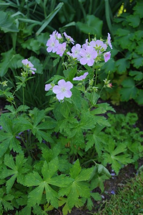 Geranium Beth Chatto The Beth Chatto Gardens