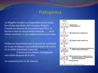 Shigella Ppt