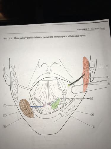 Orofacial Ch 7 Glandular Tissue Diagrams Flashcards Quizlet