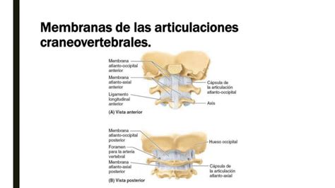 COLUMNA VERTEBRAL resumen de anatomía de moore PPT