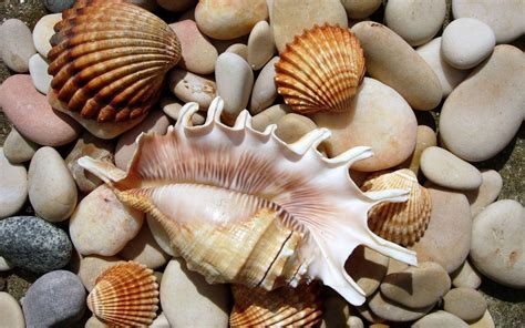 Sea Shells Wallpaper 53 Pictures Wallpaperset