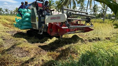 Produktivitas Dan Luas Panen Meningkat Panen Padi Tahun Ini Di Sumsel