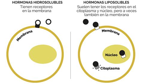 Unidad Did Ctica Sistema Endocrino Licenciatura En Enfermer A Y