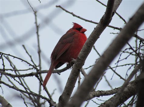 Northern cardinal. Texas | Fauna, Animals, Northern cardinal