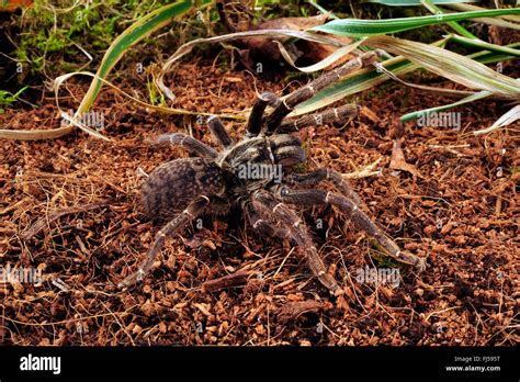 Killimanjaro Mustard Baboon Spider Pterinochilus Chordatus In