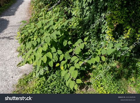 Japanese Knotweed Fallopia Japonica Syn Reynoutria Stock Photo