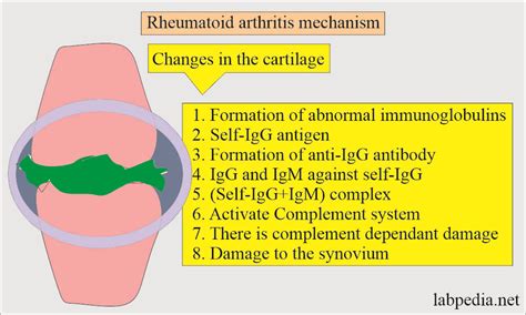 Rheumatoid Factor RF Rheumatoid Arthritis RA Factor Labpedia Net