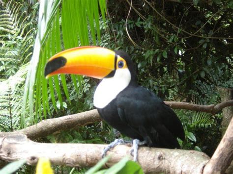 Toco Toucan Common Toucan Giant Toucan Toucan Ramphastos