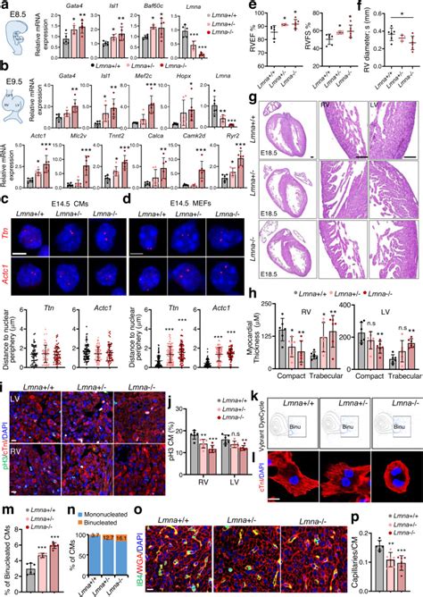 Isolectin B4 Ib4 Thermo Fisher Bioz