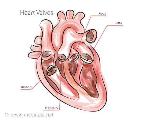 New Insights Into Heart Valve Disease