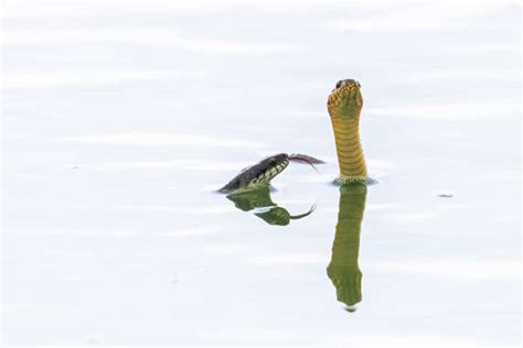 Pourquoi ne pas mélanger bicarbonate et vinaigre My Happy Pond