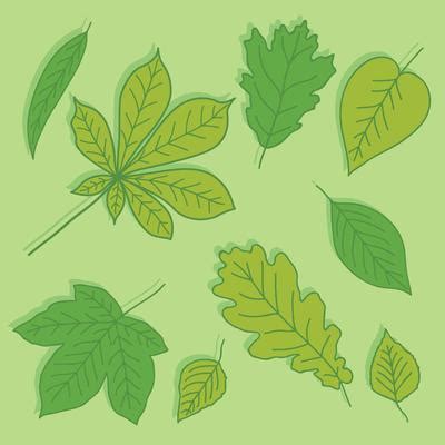 Buckeye Leaf Vector Art, Icons, and Graphics for Free Download