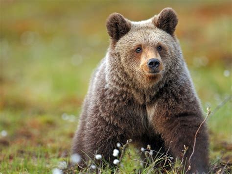 Brown Bear, Finland