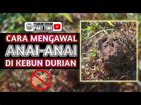 Cara Mengawal Anai Anai Di Kebun Durian YouTube