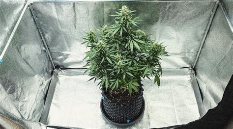 Learn How To Grow Autoflowers: Week-By-Week Guide - RQS Blog