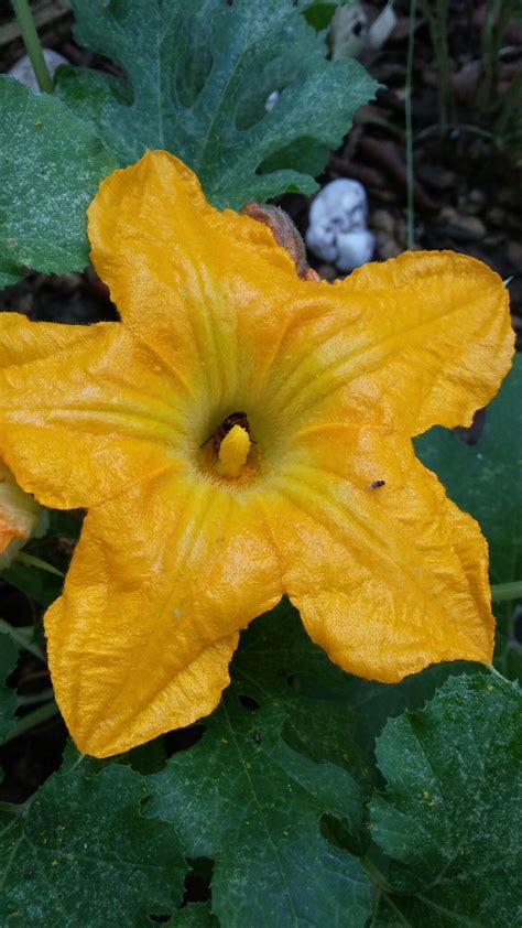 Zuchinni Harvest Pumpkin Poses Vegetables Soda Plants Quick Pumpkins