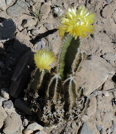 RV Chuckles: Arizona Desert Flowers