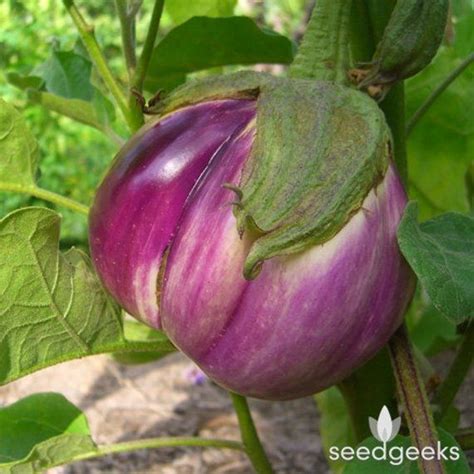 Solanum Melongena A Beautiful Lavender Pink Eggplant With White And