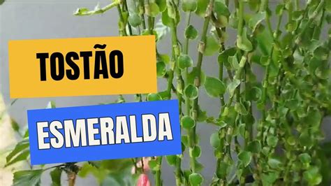 Como Cuidar Da Planta Tostao Esmeralda Tran A Cigana Youtube