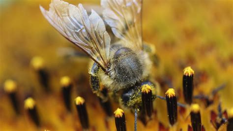 La raison scientifique pour laquelle les abeilles peuvent générer une